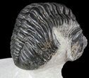 Large, Partially Enrolled Pedinopariops Trilobite #54396-4